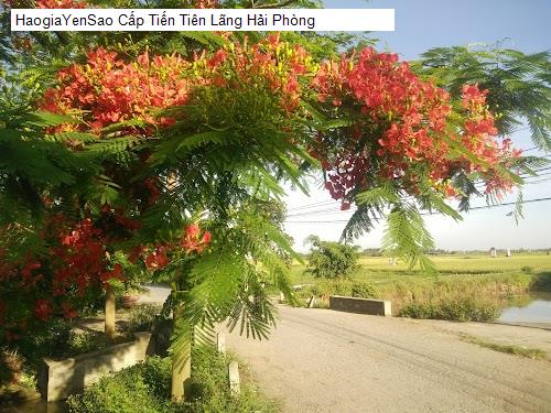 Cấp Tiến Tiên Lãng Hải Phòng